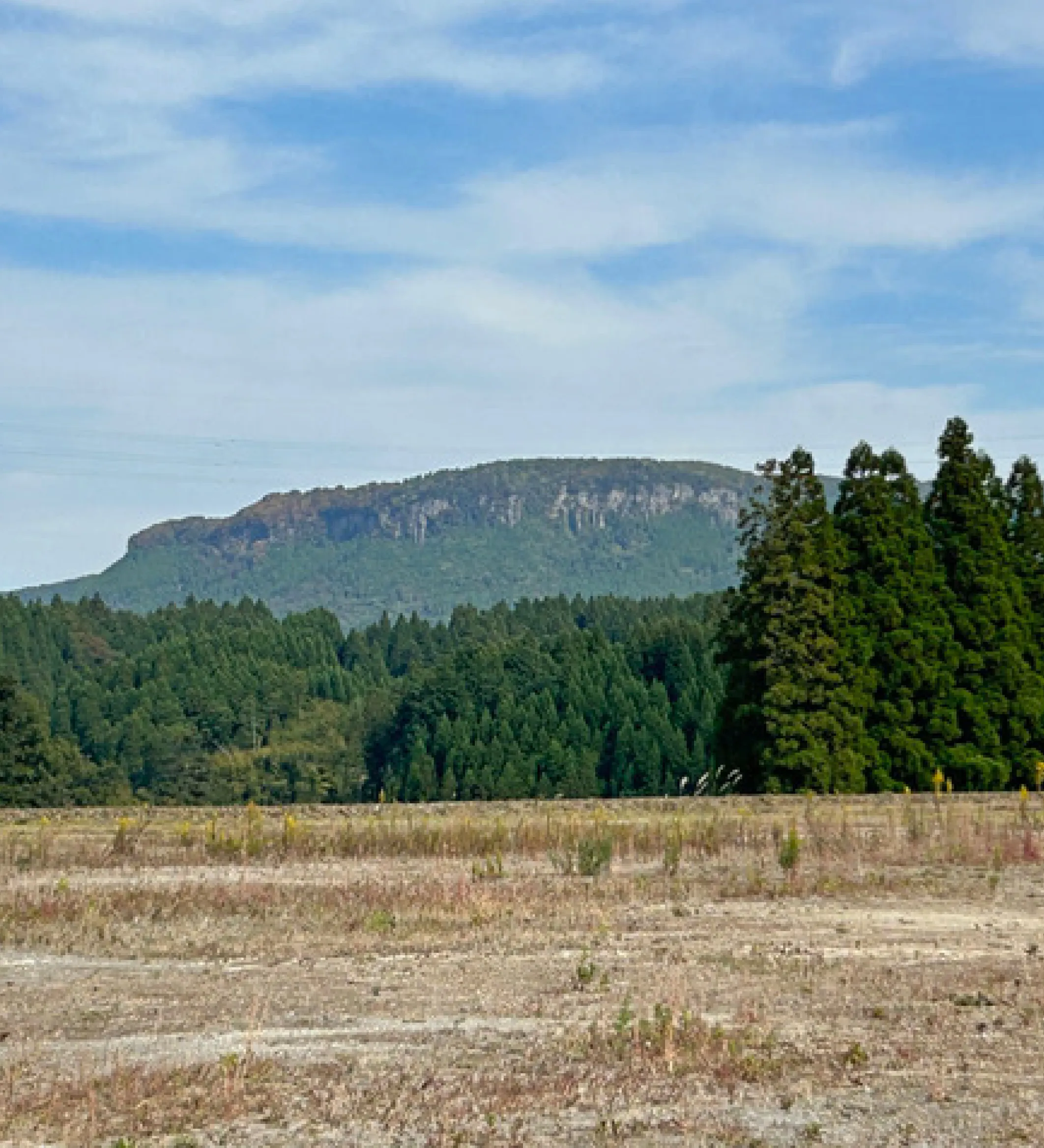 緑豊かな山並みと杉林が広がる風景