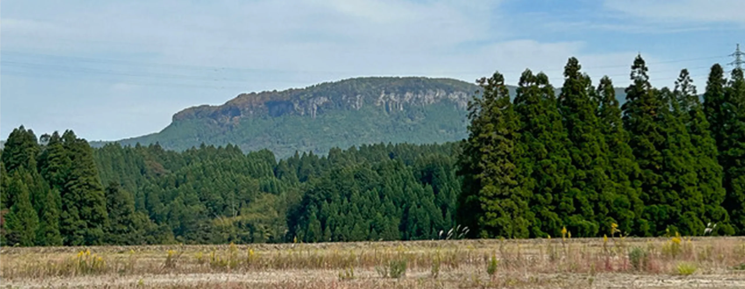 緑豊かな山並みと杉林が広がる風景